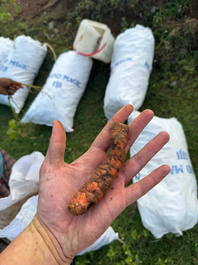 Freshly harvested turmeric in a hand