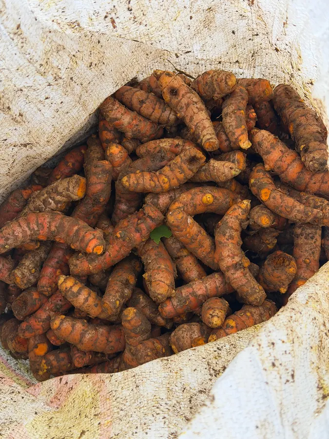 A sack of harvested turmeric