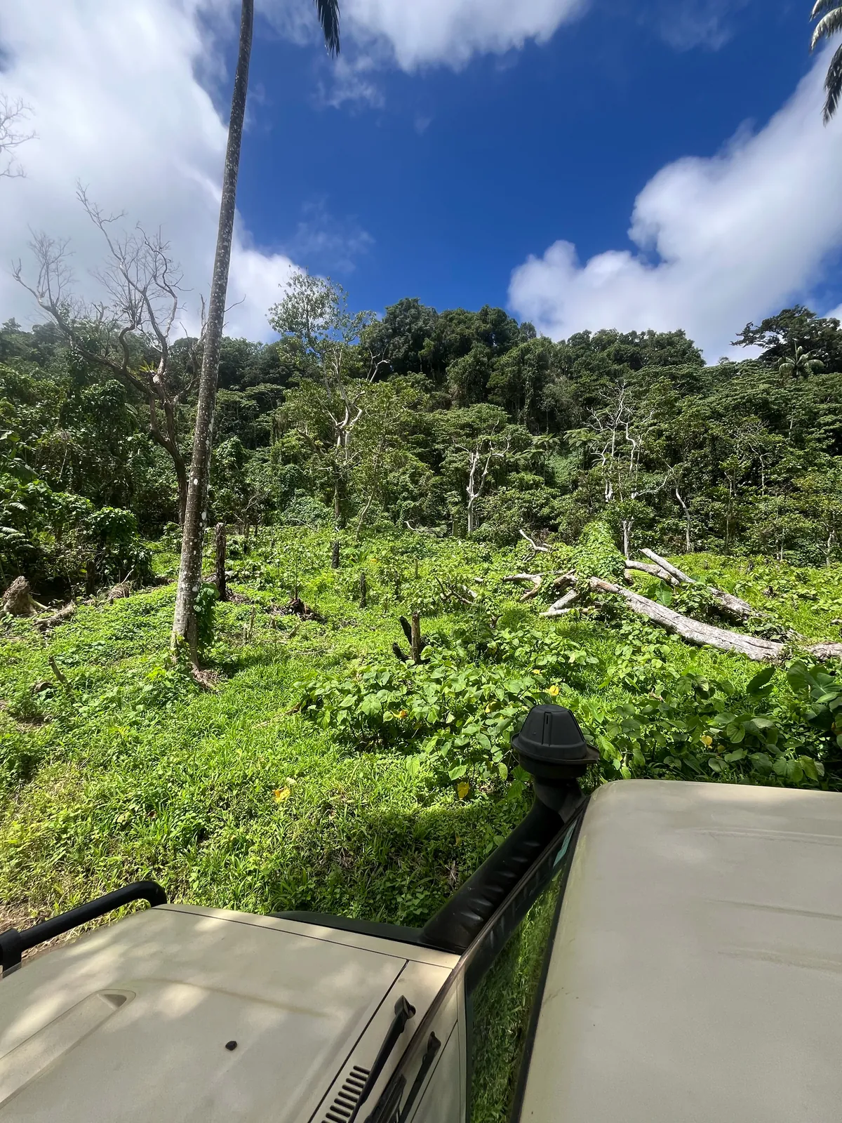 Cleared land in Fiji